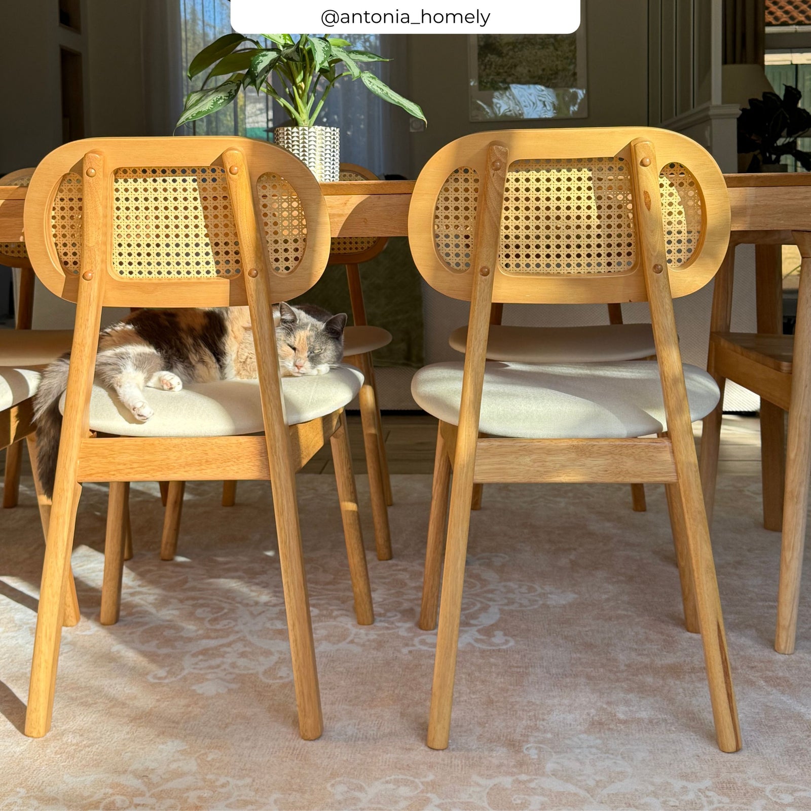 2 chaises en bois clair et tissu crème – Maison Pavane