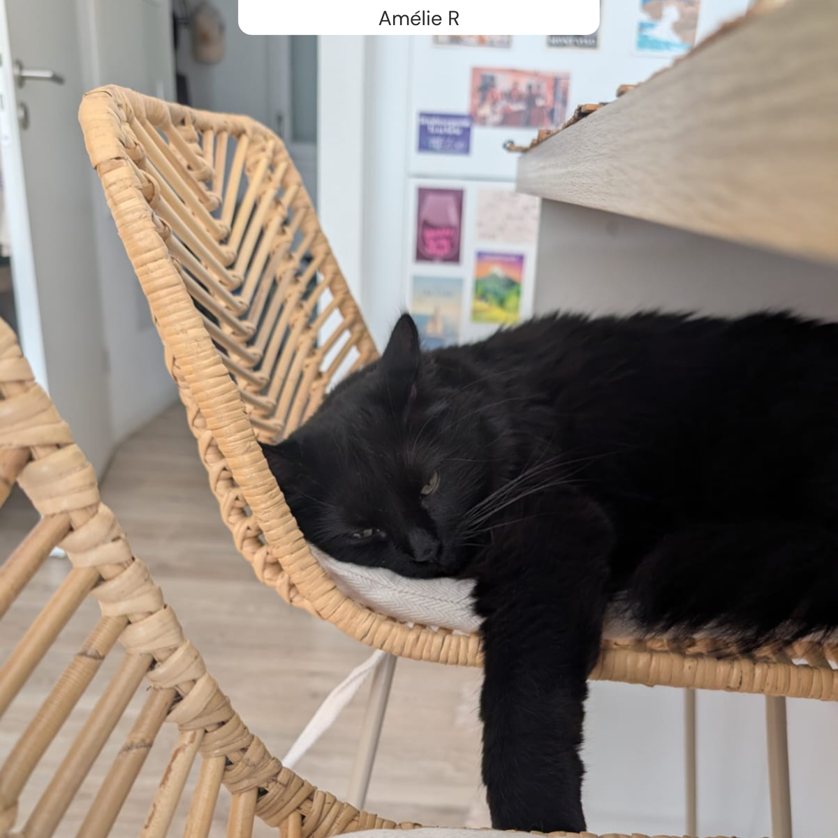 Zoom assise et dossier tabouret de bar rotin chat noir qui dort – Maison Pavane